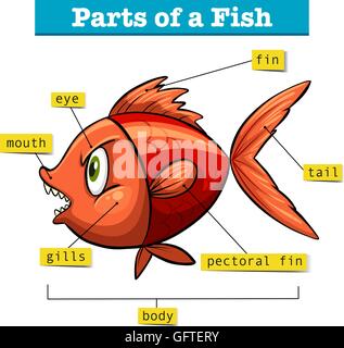 Diagram showing parts of fish illustration Stock Vector