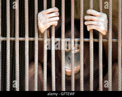 Eyes of a poor monkey orangutang behind iron bars . Stock Photo