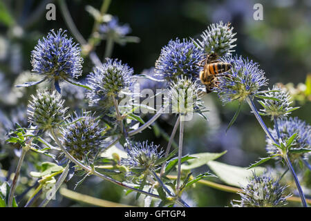 Bee pollinating blue eryngo / flat sea holly (Eryngium planum) in flower Stock Photo