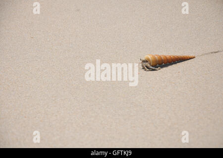 Hermit Crab on Sandy Beach in Johor, Malaysia Stock Photo