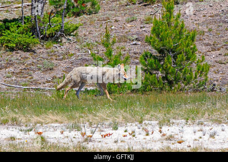 Coyote, Canis latrans in Yellowstone National Park Stock Photo