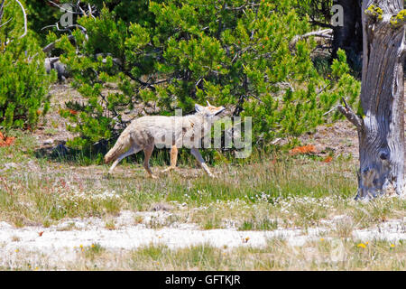 Coyote, Canis latrans in Yellowstone National Park Stock Photo
