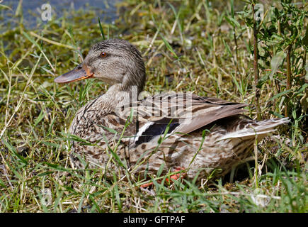 Mallard Duck (anas platyrhynchos) female sitting, Lake Idro, Italy Stock Photo