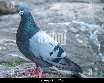 Feral pigeons, Columba livia domestica, also called city doves, city pigeons, or street pigeons Stock Photo