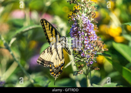 Swallowtail butterflies are in the family Papilionidae Stock Photo