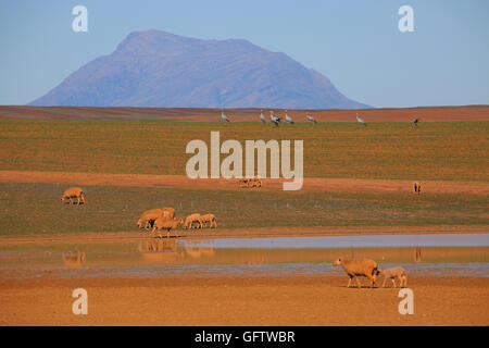 Merino's and Blue Cranes (Anthropoides paradiseus) grazing near Piketberg, in Swartland, Western Cape, South Africa Stock Photo