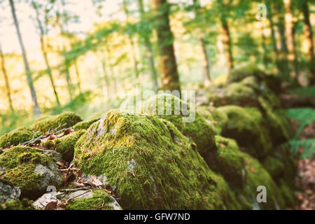 Image of old stone wall covered with moss. Shallow depth of field. Stock Photo