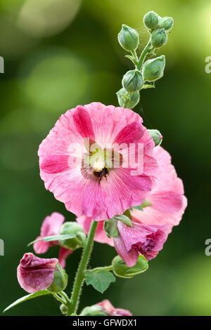 Bumble bee collecting pollen from pink hollyhock blossom, Alcea setosa Stock Photo
