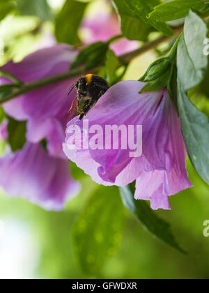 Bumble bee sitting on purple hibiscus blossom Stock Photo