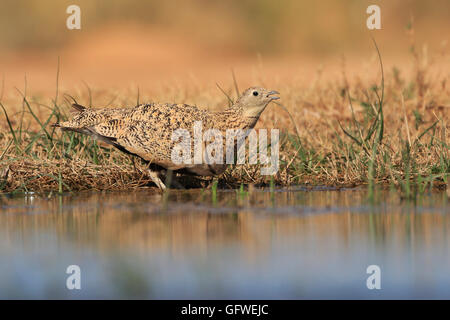 Female Black Bellied Sandgrouse drinking Stock Photo