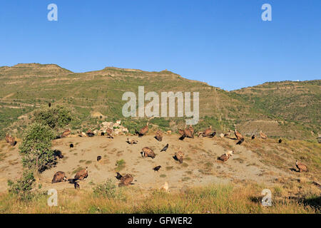 Eurasian Griffon Vultures at a feeding site in Aragon Spain Stock Photo