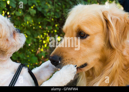 A big dog's mouth is shutted by a small dog Stock Photo