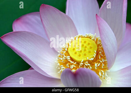 Closeup photo of a pink lotus flower Stock Photo