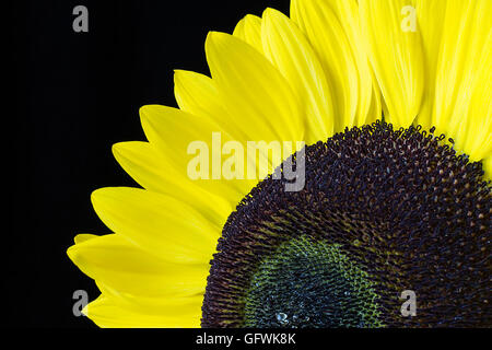 Sunflower Isolated on a Black Background Close Up Stock Photo