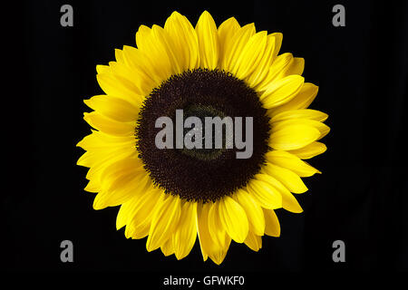 Sunflower Isolated on a Black Background Close Up Stock Photo
