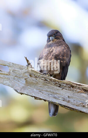 The New Zealand Falcon Or Karearea Falco Novaeseelandiae