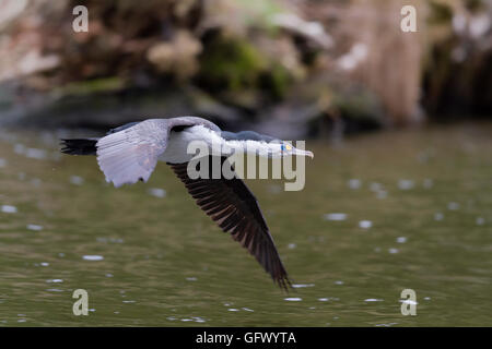 New Zealand Pied Shag near Wellington Stock Photo