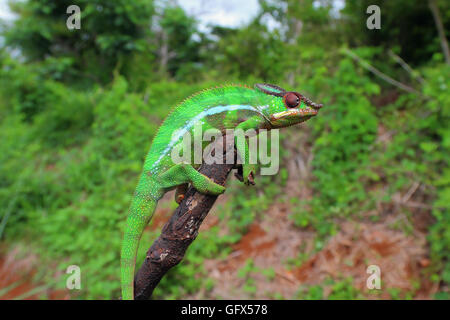 Chameleon on dry tree trunk Stock Photo