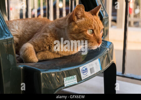 a Cat looking forward on a chair Stock Photo
