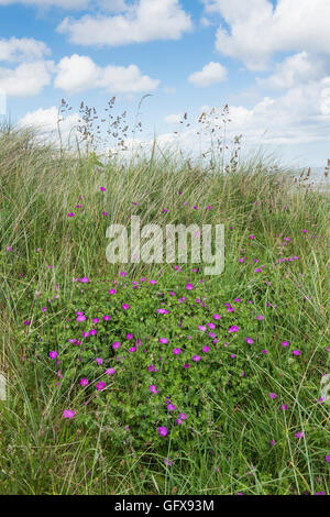 Geranium sanguineum. Bloody cranesbill flowers in the sand dunes along the Northumberland coastline. UK Stock Photo