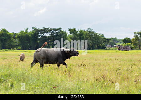 Thai water buffaloes in meadow Stock Photo