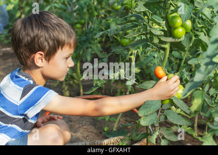 Happy little kid boy picking fresh tomatoes vegetables in greenhouse at summer day. Family, garden, gardening, lifestyle concept Stock Photo