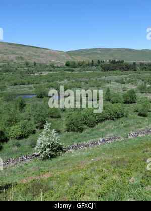 Ettrick Marshes, Ettrick Valley, Borders County, Scotland, UK Stock Photo