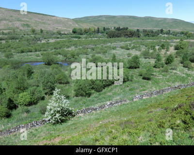 Ettrick Marshes, Ettrick Valley, Borders County, Scotland, UK Stock Photo