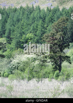 Ettrick Marshes, Ettrick Valley, Borders County, Scotland, UK Stock Photo