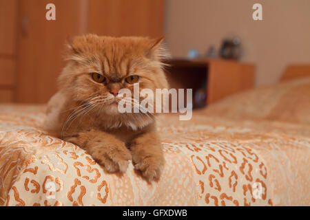 Red cat lying on the sofa. Stock Photo