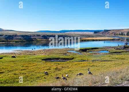 Canada Geese standing on the shore of the Yellowstone River in Yellowstone National Park Stock Photo