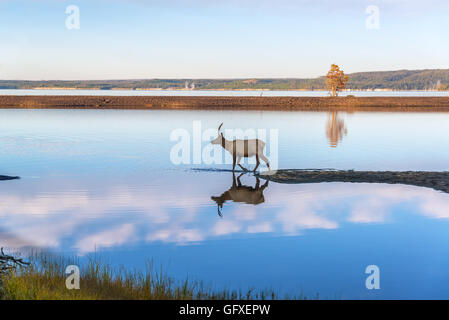 Young Elk reflected in the clear blue water of Yellowstone Lake in Yellowstone National Park Stock Photo