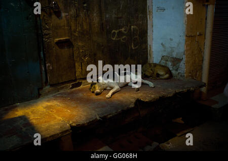 Amritsar, Punjab, India. 12th May, 2013. File Image - Dogs sleeping in an alleyway of Amritsar, India. Note for Editors: This image belongs to a personal work that was shot on 2013 along Iran, Turkey and India named ''The Passenger - Lost Photos' © Jordi Boixareu/ZUMA Wire/Alamy Live News Stock Photo