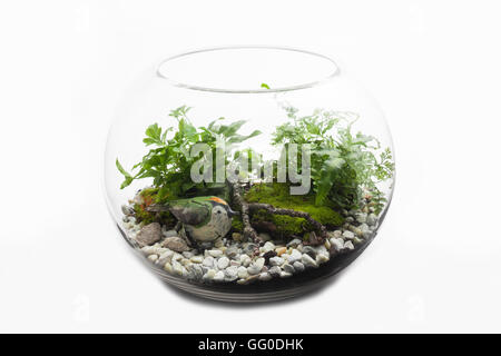 Glass terrarium bowl of Australian ferns, moss and rocks with a toy bird Stock Photo