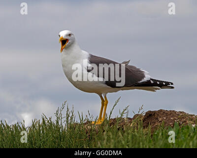 Adult lesser black backed gull standing, beak open