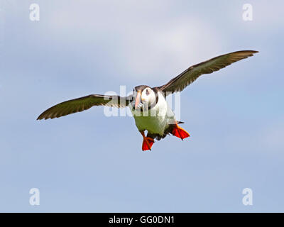 Atlantic puffin with sand eels in flight Stock Photo