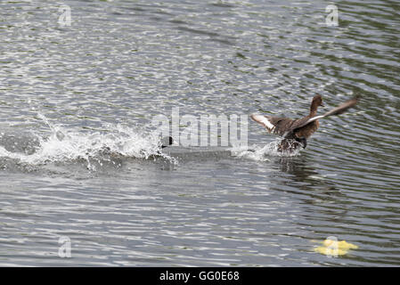 A Coot (Fulica atra) being very territorial and chasing off a Tufted Duck Stock Photo