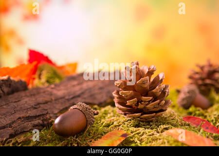 An autumn nature still life in bright light with copy space. Stock Photo