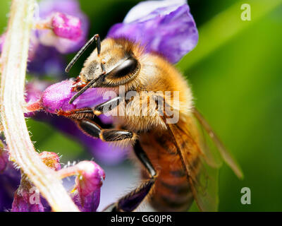 European Honey Bee (Apis mellifera, Apis mellifica) - Italy Stock Photo