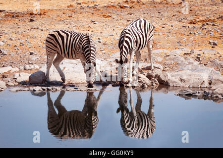 Two zebras drinking water in a waterhole in the Etosha National Park, Namibia