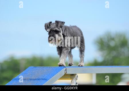 Miniature Schnauzer on a Dog Walk at Agility Trial Stock Photo
