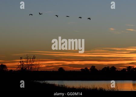 Silhouettes of Sandhill Cranes( Grus canadensis) Flying at Sunset Stock Photo
