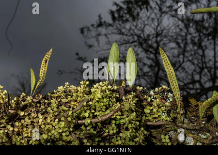 moss, lichen and other plants on a log with background of stormy sky Stock Photo