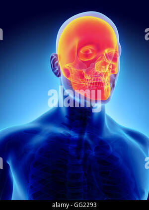 3D illustration of skull anatomy - part of human skeleton, medical concept. Stock Photo