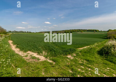 A field in Hampshire, the site of the Battle of Cheriton in the English Civil War, March 29th 1644. Stock Photo