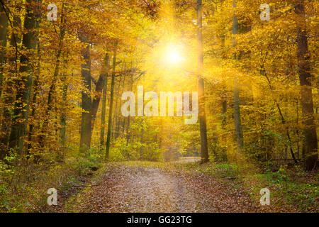 Sun beams in autumn forest. Misty mood in autumnal fantasy woodland. Black  and white image Stock Photo - Alamy