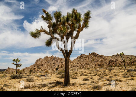 Joshua Tree National Park, California, USA Stock Photo