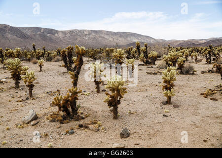 Cholla Cactus Garden in Joshua Tree National Park, California, USA Stock Photo