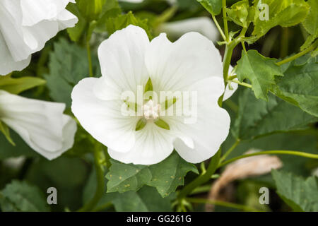 Close up of white Lavatera flower Stock Photo