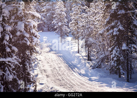 Cross country ski tracks on winter road. Snow-clad trees surrounding. Compressed telephoto view. Stock Photo